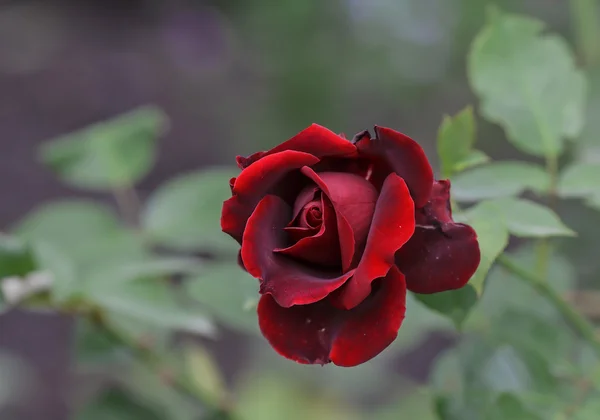 Red rose as a natural — Stock Photo, Image