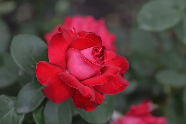 Rote Rose als natürliche — Stockfoto