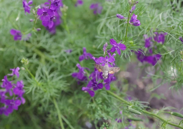 天然草药背景. — 图库照片