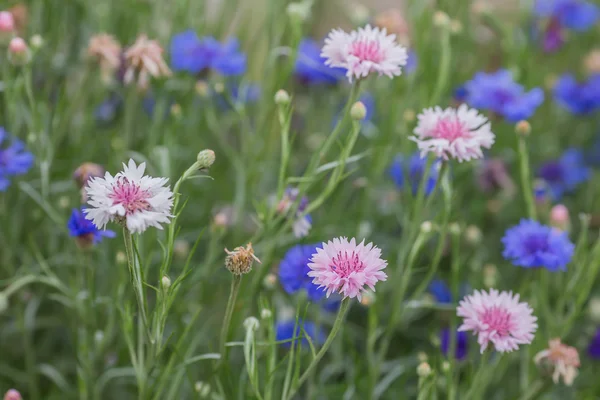 Natural herbal background.