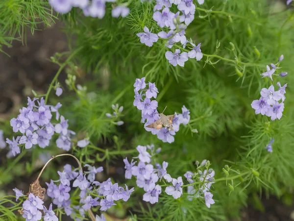 Natural herbal background.