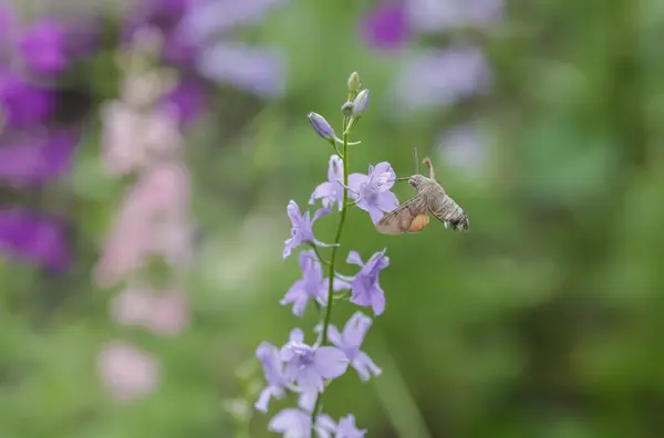 Natuurlijke kruiden achtergrond. — Stockfoto