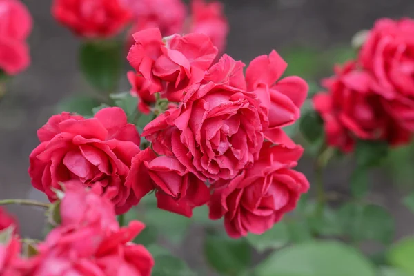 Rosa vermelha como um natural — Fotografia de Stock