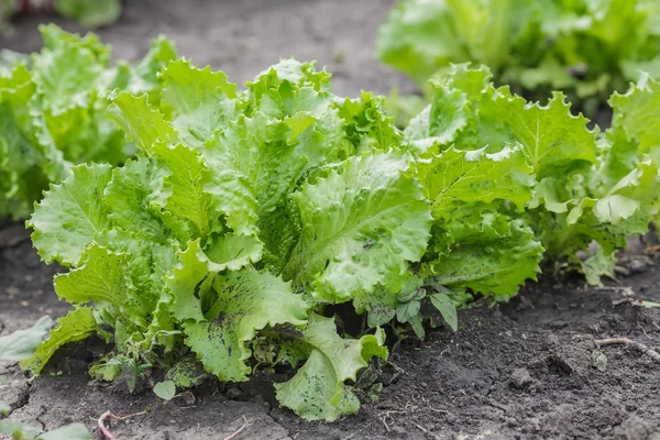 Salad leaves with Green Oak — Stock Photo, Image