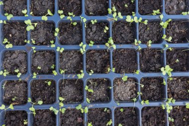 yeni başlayan bahar filizi