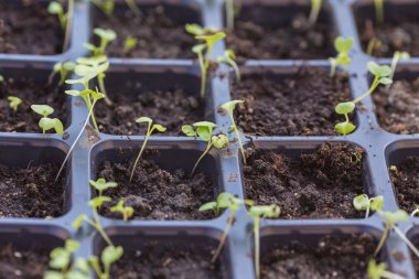 yeni başlayan bahar filizi