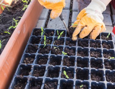 yeni başlayan bahar filizi