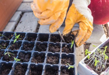 yeni başlayan bahar filizi