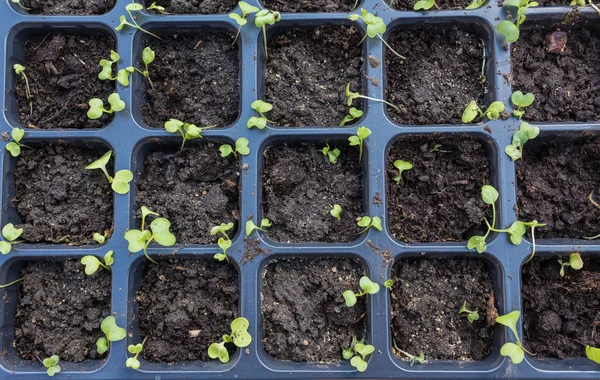 Germogli primavera nuovo inizio — Foto Stock