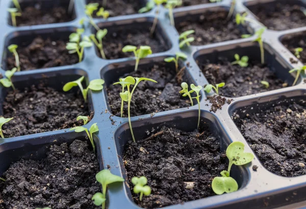 Nieuwe begin voorjaar spruiten — Stockfoto