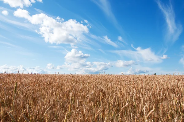 Paisaje de verano con campo de trigo y nubes — Foto de Stock