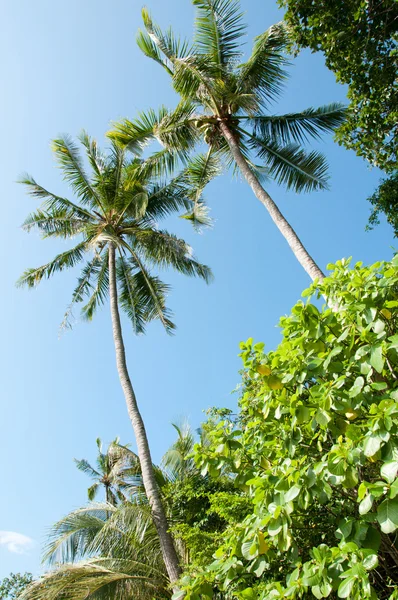 Foto van mooie palmbomen in de blauwe zonnige hemel — Stockfoto