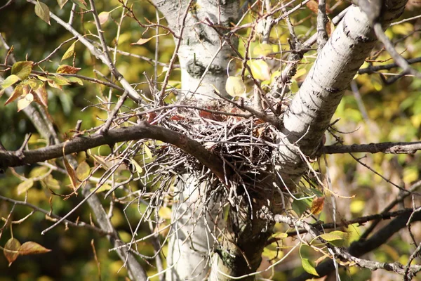 Nido convoluto sull'albero — Foto Stock