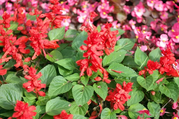 gün kırmızı küçük çiçekler