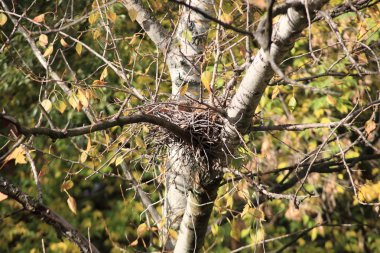 Ağaçtaki kıvrımlı yuva