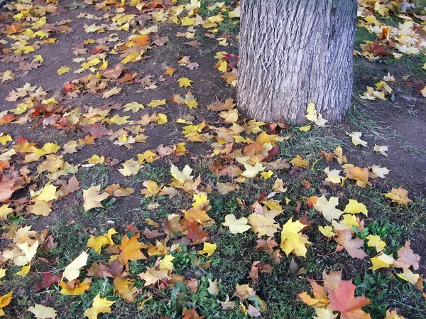 Maple leafs på dagen — Stockfoto