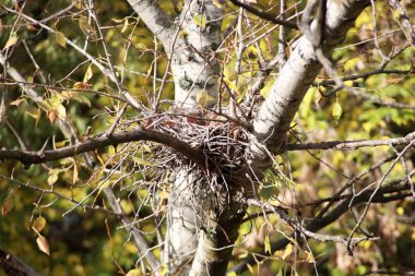 Ağaçtaki kıvrımlı yuva