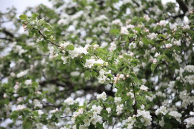 Baharda Elma Çiçeği