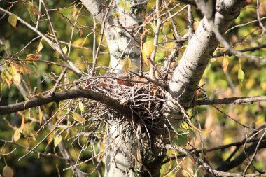 Ağaçtaki kıvrımlı yuva