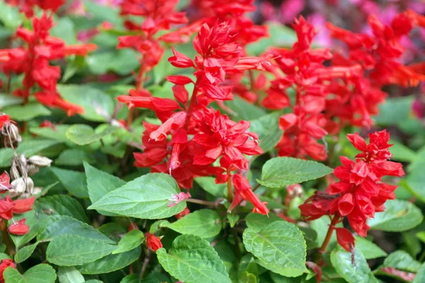 Red little flowers at day — Stock Photo, Image