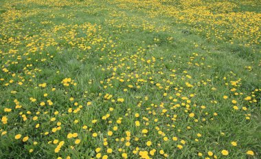 Bahar günü karahindiba