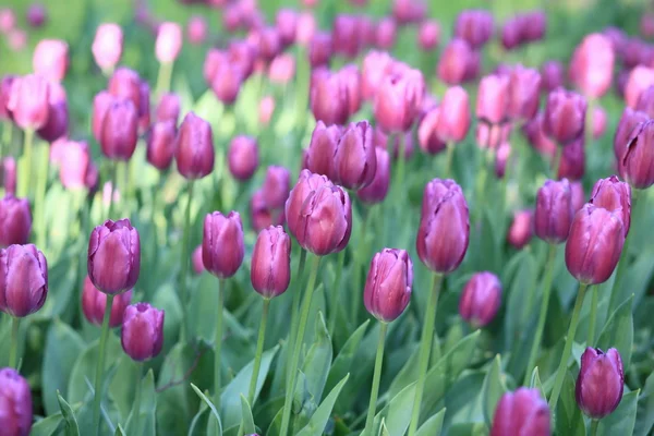 Tulipán rojo en primavera — Foto de Stock
