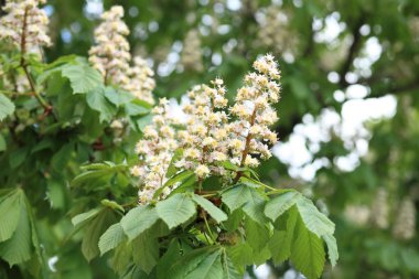 Bahar günü, kestane