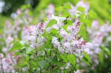 Bahar gününde leylak rengi