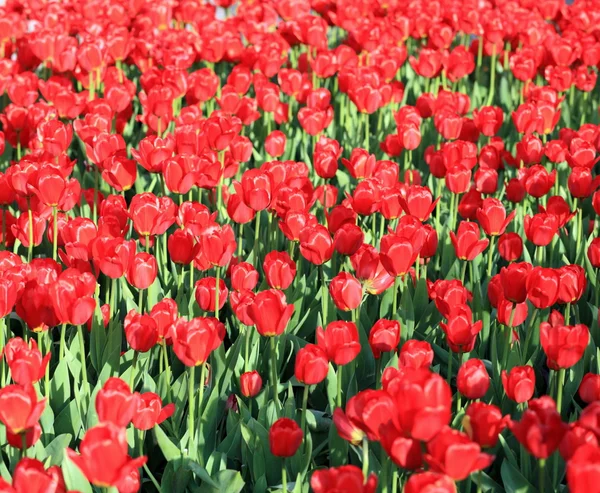 Tulipa vermelha na primavera — Fotografia de Stock