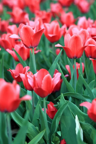 Red Tulip at Spring — Stock Photo, Image