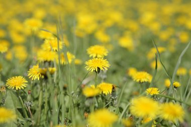 Bahar günü karahindiba