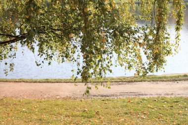 sonbahar gün, huş ağacı