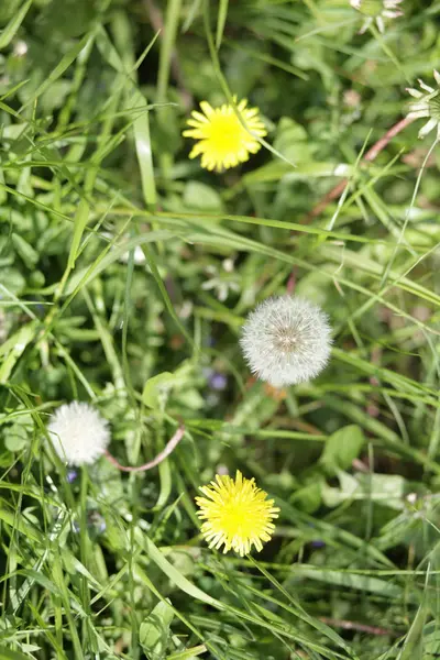 Dandelion at spring day — Stock Photo, Image