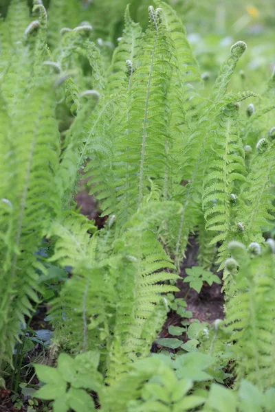 Helecho verde en el día — Foto de Stock