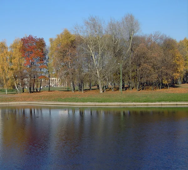 금빛 가을의 공원 — 스톡 사진