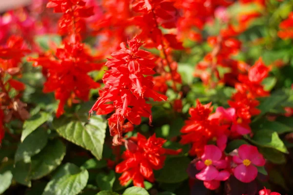 Red little flowers at day — Stock Photo, Image