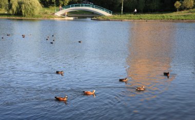 Şehir parkında yaz