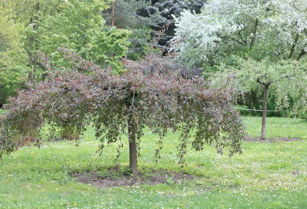 Baum am Frühlingstag — Stockfoto