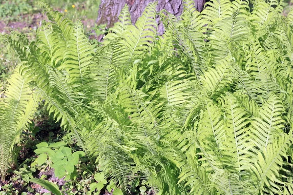 Felce verde di giorno — Foto Stock