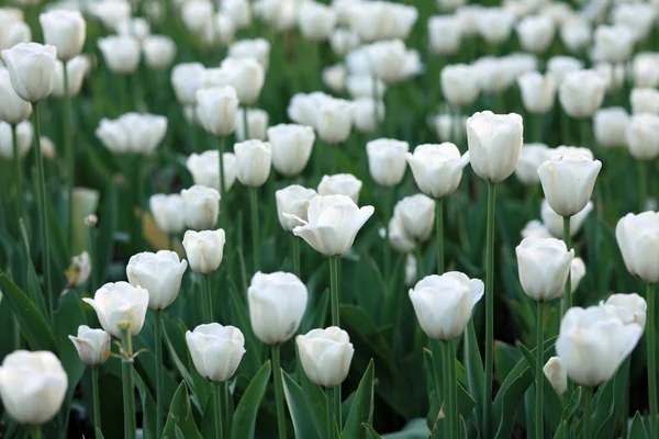 Tulipán blanco en primavera — Foto de Stock