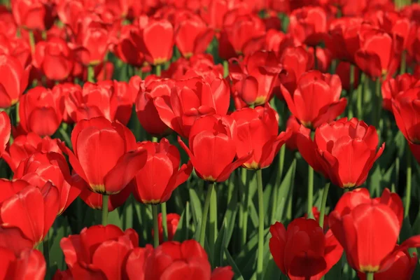 Czerwony tulipan wiosną — Zdjęcie stockowe