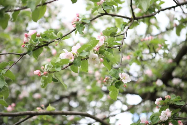 Fleur de pomme au printemps — Photo