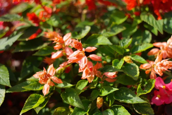 Red little flowers at day — Stock Photo, Image