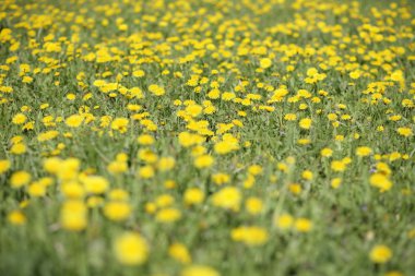 Bahar günü karahindiba