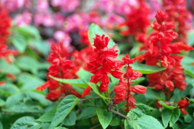 gün kırmızı küçük çiçekler