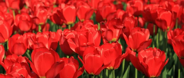 Červený tulipán na jaře — Stock fotografie