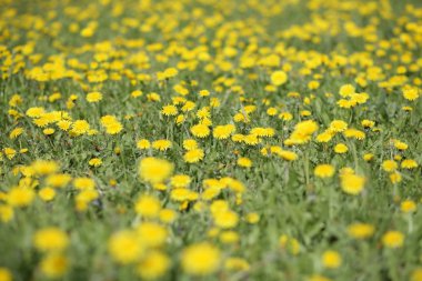 Bahar günü karahindiba