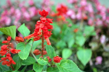 gün kırmızı küçük çiçekler