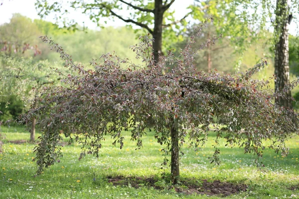 Arbre au jour du printemps — Photo