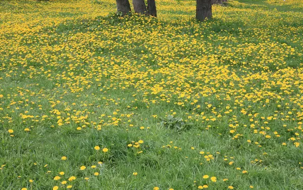Bahar günü karahindiba — Stok fotoğraf